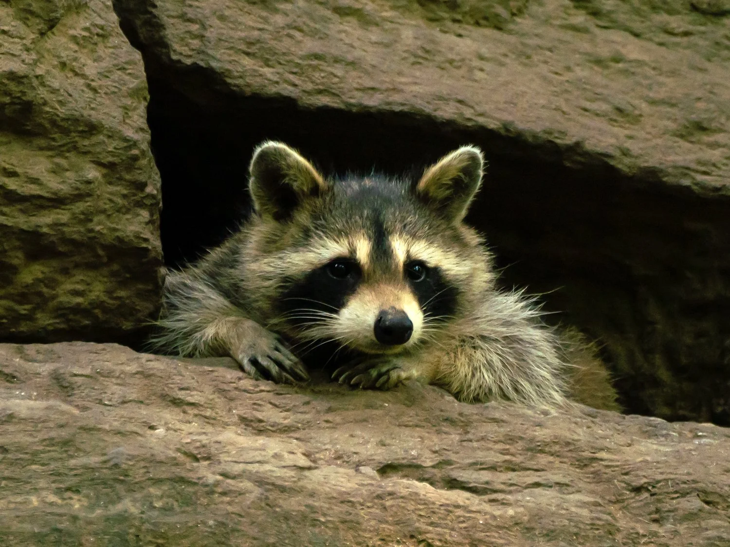 Raccoons — Susan Kirby
